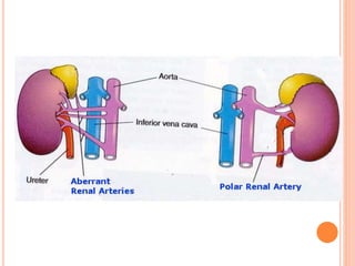 ureter kidney
