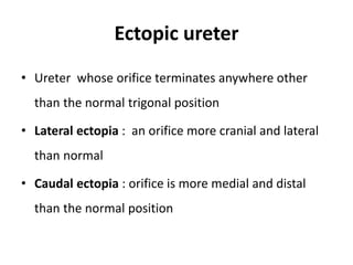 Ectopic ureter
• Ureter whose orifice terminates anywhere other
than the normal trigonal position
• Lateral ectopia : an orifice more cranial and lateral
than normal
• Caudal ectopia : orifice is more medial and distal
than the normal position
 