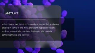 Main tropical infections and renal biomarkers that have already been investigated
 