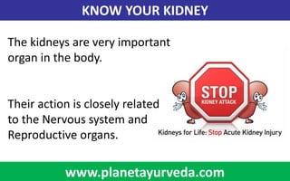 KNOW YOUR KIDNEY
www.planetayurveda.com
The kidneys are very important
organ in the body.
Their action is closely related
to the Nervous system and
Reproductive organs.
 