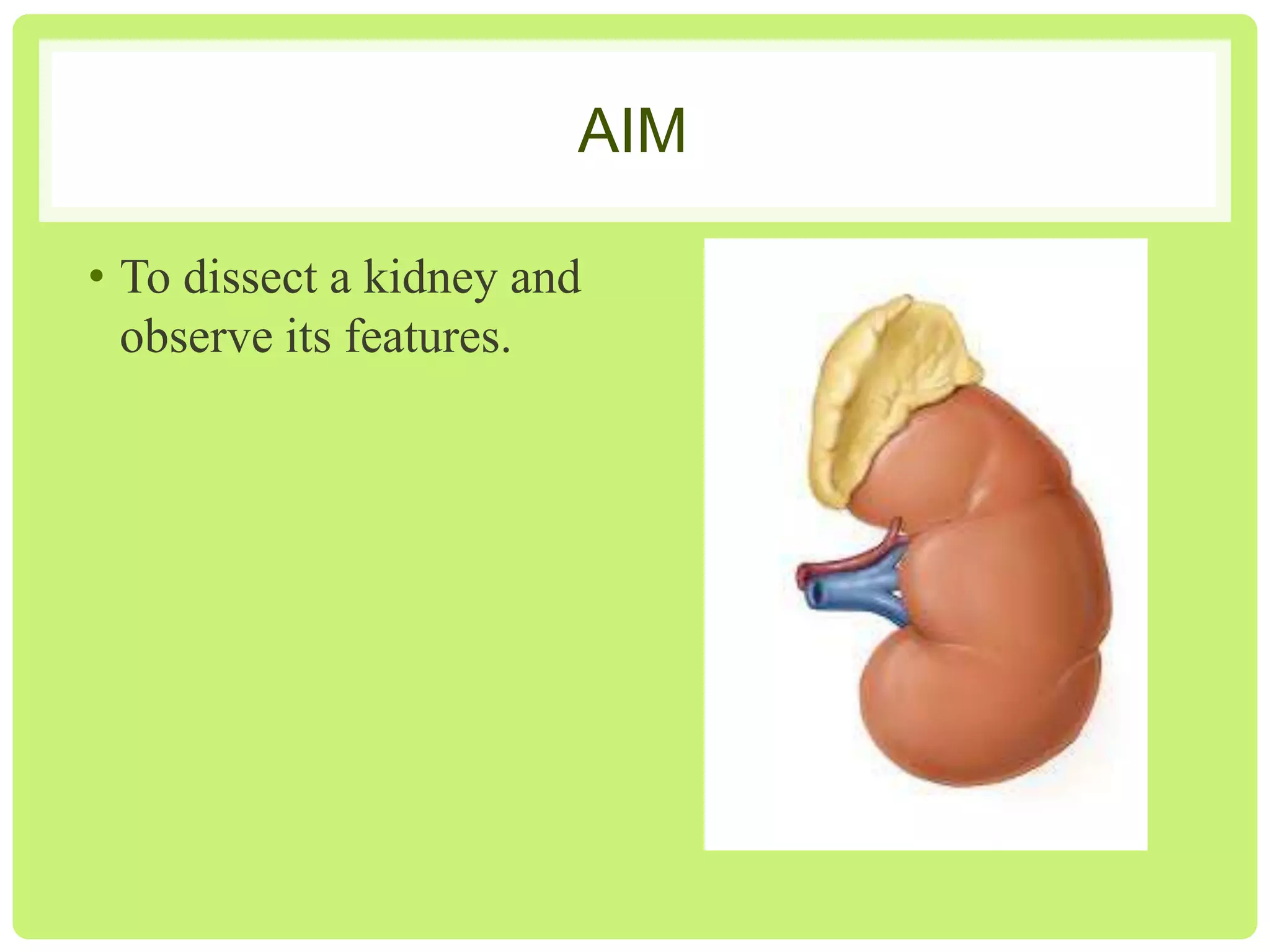 Kidneydissectionprac Pptx