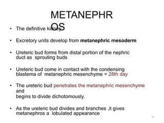 11
METANEPHR
OS
• The definitive kidney
• Excretory units develop from metanephric mesoderm
• Ureteric bud forms from distal portion of the nephric
duct as sprouting buds
• Ureteric bud come in contact with the condensing
blastema of metanephric mesenchyme = 28th day
• The ureteric bud penetrates the metanephric mesenchyme
and
begins to divide dichotomously.
• As the ureteric bud divides and branches ,it gives
metanephros a lobulated appearance
 