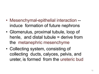 12
• Mesenchymal-epithelial interaction --
induce formation of future nephrons
• Glomerulus, proximal tubule, loop of
henle, and distal tubule = derive from
the metanephric mesenchyme
• Collecting system, consisting of
collecting ducts, calyces, pelvis, and
ureter, is formed from the ureteric bud
 