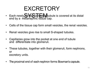 13
EXCRETORY
SYSTEM
• Each newly formed collecting tubule is covered at its distal
end by a metanephric tissue cap.
• Cells of the tissue cap form small vesicles, the renal vesicles.
• Renal vesicles give rise to small S-shaped tubules.
• Capillaries grow into the pocket at one end of tubule
and differentiate into glomeruli.
• These tubules, together with their glomeruli, form nephrons,
or
excretory units.
• Theproximal end of each nephron forms Bowman’scapsule.
 