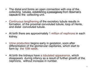 14
• The distal end forms an open connection with one of the
collecting tubules, establishing apassagewayfrom Bowman’s
capsuleto the collecting unit.
• Continuous lengthening of the excretory tubule results in
formation of the proximal convoluted tubule, loop of Henle,
and distal convoluted tubule.
• At birth there are approximately 1 million of nephrons in each
kidney.
• Urine production begins early in gestation, soon after
differentiation of the glomerular capillaries, which start to
form by the 10th week.
• At birth the kidneys have a lobulated appearance, which
disappears during infancy as a result of further growth of the
nephrons, without increase in number.
 
