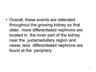 17
• Overall, these events are reiterated
throughout the growing kidney so that
older, more differentiated nephrons are
located in the inner part of the kidney
near the juxtamedullary region and
newer, less differentiated nephrons are
found at the periphery
 