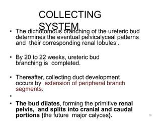 18
COLLECTING
SYSTEM
• The dichotomous branching of the ureteric bud
determines the eventual pelvicalyceal patterns
and their corresponding renal lobules .
• By 20 to 22 weeks, ureteric bud
branching is completed.
• Thereafter, collecting duct development
occurs by extension of peripheral branch
segments.
•
• The bud dilates, forming the primitive renal
pelvis, and splits into cranial and caudal
portions (the future major calyces).
 