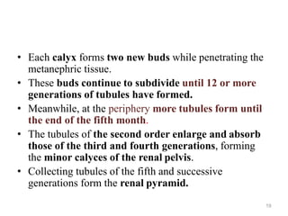 19
• Each calyx forms two new buds while penetrating the
metanephric tissue.
• These buds continue to subdivide until 12 or more
generations of tubules have formed.
• Meanwhile, at the periphery more tubules form until
the end of the fifth month.
• The tubules of the second order enlarge and absorb
those of the third and fourth generations, forming
the minor calyces of the renal pelvis.
• Collecting tubules of the fifth and successive
generations form the renal pyramid.
 