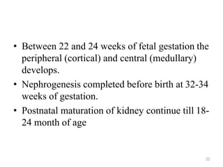 22
• Between 22 and 24 weeks of fetal gestation the
peripheral (cortical) and central (medullary)
develops.
• Nephrogenesis completed before birth at 32-34
weeks of gestation.
• Postnatal maturation of kidney continue till 18-
24 month of age
 