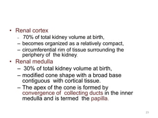 23
• Renal cortex
– 70% of total kidney volume at birth,
– becomes organized as a relatively compact,
– circumferential rim of tissue surrounding the
periphery of the kidney.
• Renal medulla
– 30% of total kidney volume at birth,
– modified cone shape with a broad base
contiguous with cortical tissue.
– The apex of the cone is formed by
convergence of collecting ducts in the inner
medulla and is termed the papilla.
 
