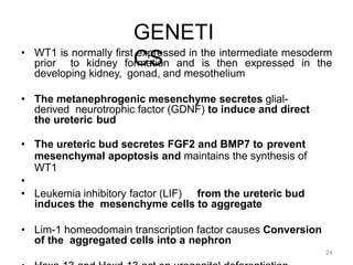 24
GENETI
CS
• WT1 is normally first expressed in the intermediate mesoderm
prior to kidney formation and is then expressed in the
developing kidney, gonad, and mesothelium
• The metanephrogenic mesenchyme secretes glial-
derived neurotrophic factor (GDNF) to induce and direct
the ureteric bud
• The ureteric bud secretes FGF2 and BMP7 to prevent
mesenchymal apoptosis and maintains the synthesis of
WT1
•
• Leukemia inhibitory factor (LIF) from the ureteric bud
induces the mesenchyme cells to aggregate
• Lim-1 homeodomain transcription factor causes Conversion
of the aggregated cells into a nephron
 
