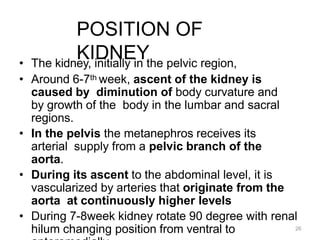 26
POSITION OF
KIDNEY
• The kidney, initially in the pelvic region,
• Around 6-7th week, ascent of the kidney is
caused by diminution of body curvature and
by growth of the body in the lumbar and sacral
regions.
• In the pelvis the metanephros receives its
arterial supply from a pelvic branch of the
aorta.
• During its ascent to the abdominal level, it is
vascularized by arteries that originate from the
aorta at continuously higher levels
• During 7-8week kidney rotate 90 degree with renal
hilum changing position from ventral to
 