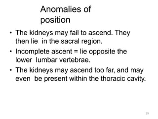 29
Anomalies of
position
• The kidneys may fail to ascend. They
then lie in the sacral region.
• Incomplete ascent = lie opposite the
lower lumbar vertebrae.
• The kidneys may ascend too far, and may
even be present within the thoracic cavity.
 