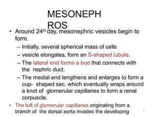 5
MESONEPH
ROS
• Around 24th day, mesonephric vesicles begin to
form.
– Initially, several spherical mass of cells
– vesicle elongates, form an S-shaped tubule.
– The lateral end forms a bud that connects with
the nephric duct.
– The medial end lengthens and enlarges to form a
cup- shaped sac, which eventually wraps around
a knot of glomerular capillaries to form a renal
corpuscle.
• The tuft of glomerular capillaries originating from a
branch of the dorsal aorta invades the developing
 