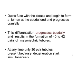 7
• Ducts fuse with the cloaca and begin to form
a lumen at the caudal end and progresses
cranially
• This differentiation progresses caudally
and results in the formation of 40 to 42
pairs of mesonephric tubules,
• At any time only 30 pair tubules
present,because degeneration start
 