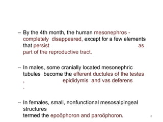 8
– By the 4th month, the human mesonephros -
completely disappeared, except for a few elements
that persist as
part of the reproductive tract.
– In males, some cranially located mesonephric
tubules become the efferent ductules of the testes
, epididymis and vas deferens
.
– In females, small, nonfunctional mesosalpingeal
structures
termed the epoöphoron and paroöphoron.
 