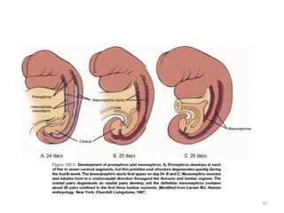 Comprehensive Embryology of Kidney Development and Anomalies | PPTX
