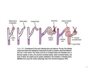 Comprehensive Embryology of Kidney Development and Anomalies | PPTX