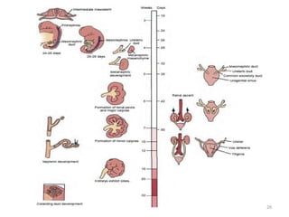 Comprehensive Embryology of Kidney Development and Anomalies | PPTX