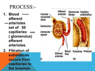 Kidney excretion & detoxification | PPTX