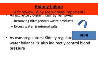 Kidney failureLet’s review: Why are kidneys important?As excretory organ: Kidney removes