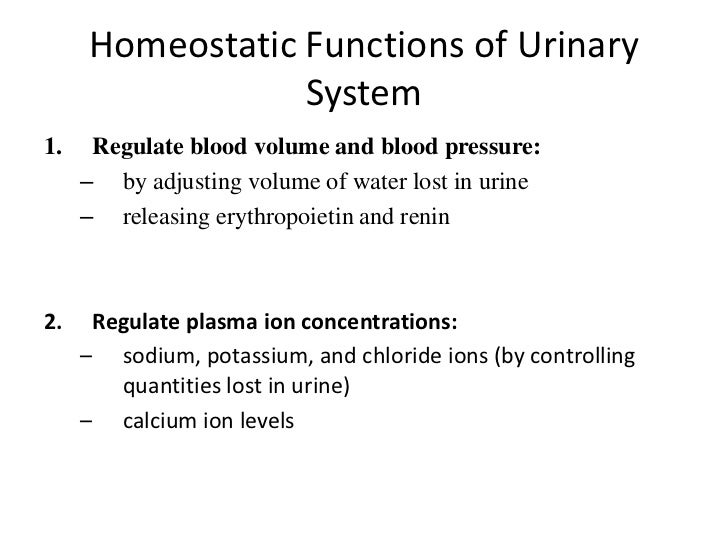 role of the kidneys and liver in homeostasis The urinary system and homeostasis describe the role of the kidneys in vitamin d activation the liver synthesizes and secretes the inactive precursor angiotensinogen when the blood pressure is low, the kidney synthesizes and releases renin. role of the kidneys and liver in homeostasis The urinary system and homeostasis describe the role of the kidneys in vitamin d activation the liver synthesizes and secretes the inactive precursor angiotensinogen when the blood pressure is low, the kidney synthesizes and releases renin.