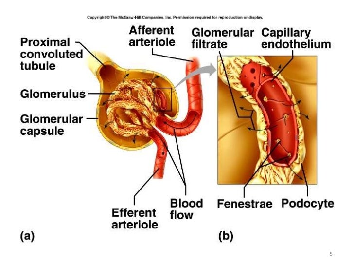 kidney function 5 728