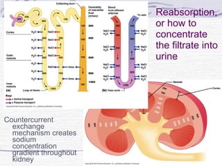 Reabsorption, or how to concentrate the filtrate into urine Countercurrent exchange mechanism creates sodium concentration gradient throughout kidney 