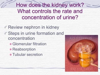 How does the kidney work? What controls the rate and concentration of urine? ,[object Object],[object Object],[object Object],[object Object],[object Object]