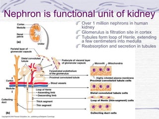 Nephron is functional unit of kidney Over 1 million nephrons in human kidney Glomerulus is filtration site in cortex Tubules form loop of Henle, extending a few centimeters into medulla Reabsorption and secretion in tubules 