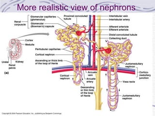 More realistic view of nephrons 