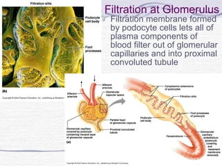 Filtration at Glomerulus Filtration membrane formed by podocyte cells lets all of plasma components of blood filter out of glomerular capillaries and into proximal convoluted tubule 