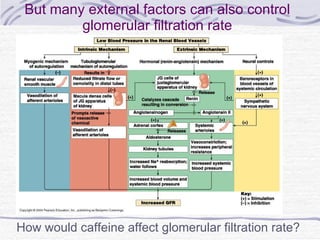 But many external factors can also control glomerular filtration rate How would caffeine affect glomerular filtration rate? 