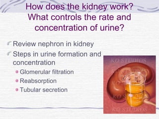 How does the kidney work?
    What controls the rate and
      concentration of urine?
Review nephron in kidney
Steps in urine formation and
concentration
  Glomerular filtration
  Reabsorption
  Tubular secretion
 