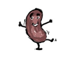 Kidney function test