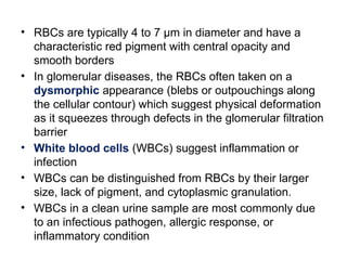 8 Rbcs kidney function tests and its interpretation | PPTX
