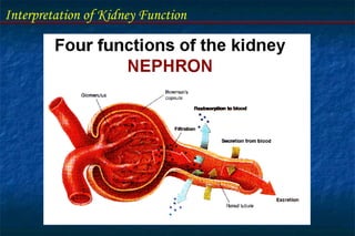 Interpretation of Kidney Function
 