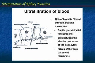 Interpretation of Kidney Function
 