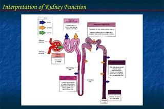 Interpretation of Kidney Function
 