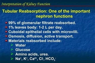 Interpretation of Kidney Function
Tubular Reabsorption: One of the important
nephron functions
99% of glomerular filtrate reabsorbed.
1% leaves body: 1-2 L per day.
Cuboidal epithelial cells with microvilli.
Osmosis, diffusion, active transport.
Materials reabsorbed include:
 Water
 Glucose
 Amino acids, urea.
 Na+
, K+
, Ca2+
, Cl-
, HCO3
-
 