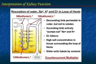 Interpretation of Kidney Function
 