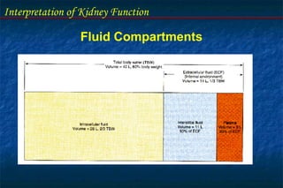 Interpretation of Kidney Function
Fluid Compartments
 