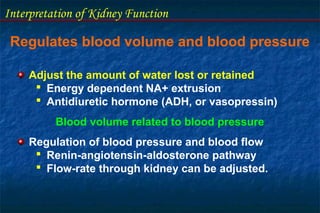 Interpretation of Kidney Function
Regulates blood volume and blood pressure
Adjust the amount of water lost or retained
 Energy dependent NA+ extrusion
 Antidiuretic hormone (ADH, or vasopressin)
Blood volume related to blood pressure
Regulation of blood pressure and blood flow
 Renin-angiotensin-aldosterone pathway
 Flow-rate through kidney can be adjusted.
 