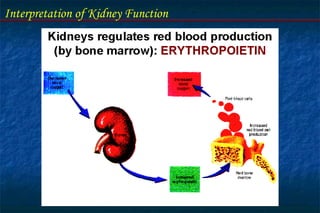Interpretation of Kidney Function
 