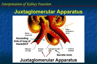 Interpretation of Kidney Function
Juxtaglomerular Apparatus
 