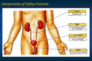 Interpretation of Kidney Function
 