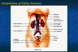 Interpretation of Kidney Function
 