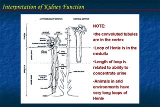 Interpretation of Kidney Function
 