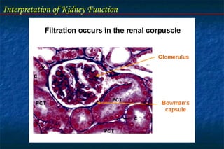 Interpretation of Kidney Function
 
