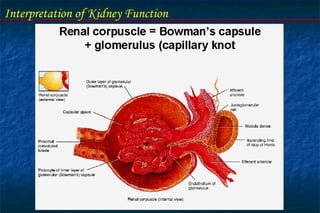 Interpretation of Kidney Function
 